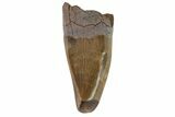 Juvenile Tyrannosaur Premax Tooth (Aublysodon) - Montana #81368-1